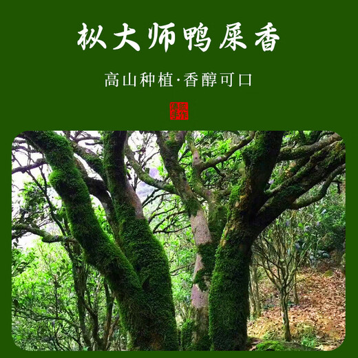 枞大师凤凰鸭屎香单枞茶叶 潮州高山乌龙单从茶