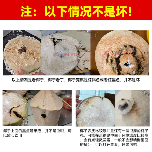 Xianyouji Hainan Wenchang Coconut Green Large Fruit Fresh Coconut Pregnant Women Coconut Picked Now Delivery Coconut Opener and Straw 6 pieces with coconut opener and straw (single fruit 900g+