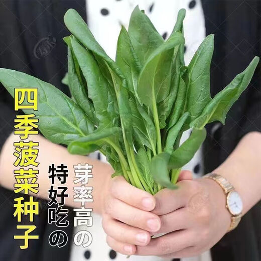 【可越冬】大叶菠菜种子散装菠菜籽四季播耐寒秋冬季蔬菜种子 【抗热+】大叶菠菜种子(高發芽率 原厂精装种子2袋2694粒