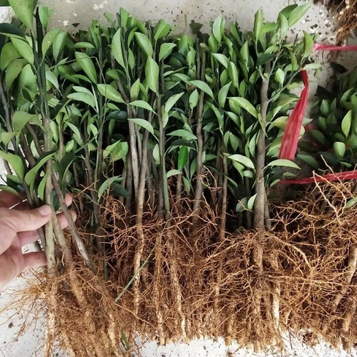 Sichuan red orange saplings, red orange seedlings, grafted seedlings, grafted seedlings, virus-free seedlings, red orange seed replacement seedlings, greenhouse seedlings, red orange seedlings, 0.8/1 cm thick, 100 trees