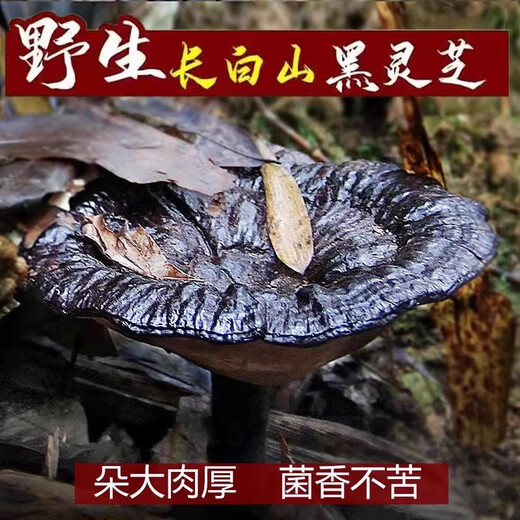 元族长白山正宗野生黑灵芝整枝正品一斤装纯天然孢子粉深山赤林芝泡酒 头道野生灵芝孢子粉一斤