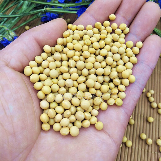 Sprouting kleiner goldener gelb 690 Sojabohnen 5 Jin [Jin entspricht 0,5 kg] Sprossen kleine Sojabohnen, um Natto -Perlen 250 g speziell 690 Sojabohnen 5 Jin zu machen [Jin entspricht 0,5 kg]