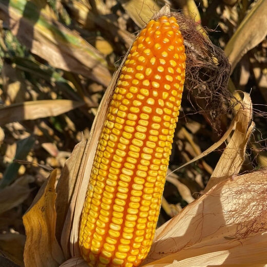 Suiyiman Jingke 968 high-yielding corn seeds, short stems and big sticks, drought-resistant and high-temperature resistant purple gold version white shaft corn seeds purple gold version original 4000 grains 10 bags