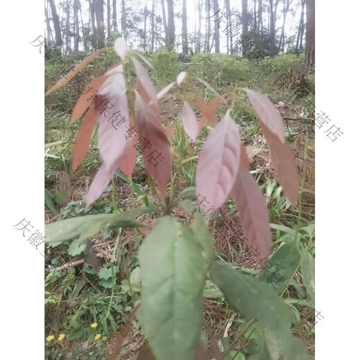 吾家余堂多穗石柯 木姜叶柯 玉叶金柯原四川梁平甜茶叶特产非青钱柳刺儿 500g袋装 多穗石柯甜茶