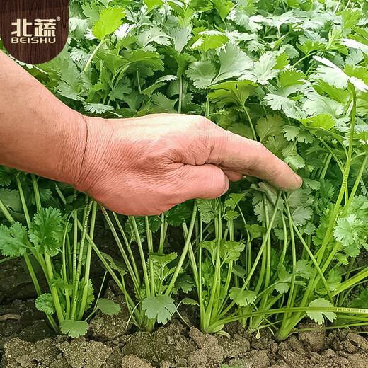 Beishu coriander seeds old varieties small leaves four seasons potted family seeds Weifang coriander seeds 10g about 800 grains