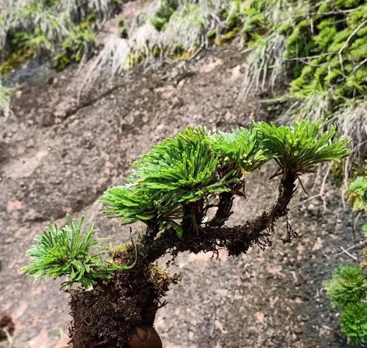 Shantou Lincun Selaginella nine-death resurrection grass desktop flowers and plants bonsai potted rockery combination absorbent stone calamus orchid 1 tree with 3 seedlings welcome pine style does not include tray