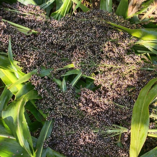 Sweet millet seeds, sorghum stalks, small sugarcane fruit seeds from the north and south, sown in spring, summer and autumn, sweet and juicy, authentic black sweet millet seeds, 402 capsules