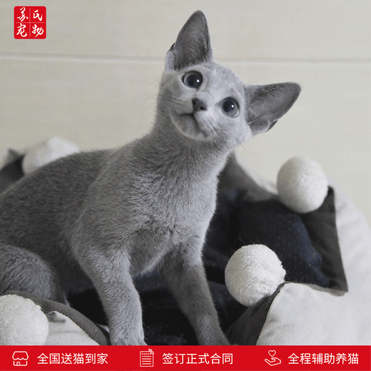 Zhuanmiao Soviet-style purebred Russian blue cat kitten live green-eyed cub domestic pet cat pedigree Russian blue cat