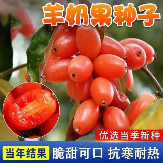 Goat milk fruit seeds are potted and planted in the ground and bear fruit in the current year. Goat milk fruit is winter-resistant and freeze-resistant and can be planted in all seasons in the north and south. Detian Goat milk fruit seeds are new varieties. 1 pack of selected seeds (about 50 seeds).