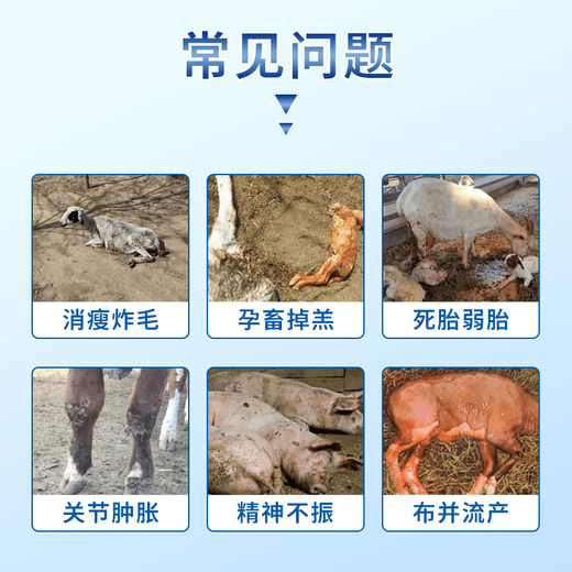 Male animal husbandry cloth combined with Zhizhi brucellosis to prevent ewe abortion, weak fetus and calf loss, veterinary feed additive for pigs, cattle and sheep 12 bags, most purchased