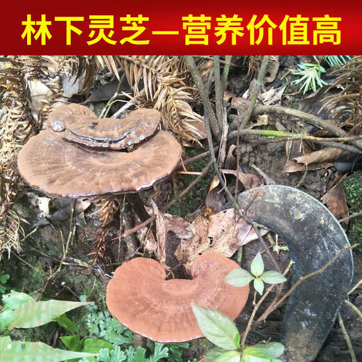 Fat Donglai's same wild Ganoderma lucidum pure natural purple Ganoderma wild L raw mountain natural non-bitter pruned branch with spore powder 250 grams Ganoderma lucidum sliced 3-4 pieces