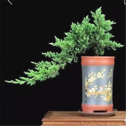 Buy one for two Yingke pine bonsai flowers indoor and outdoor four-season evergreen and cold-resistant pine pot green plants. The shopkeeper recommends 14-year-old seedlings. Two plants come in pots + fertilizer 30cm (inclusive) - 40cm (inclusive)