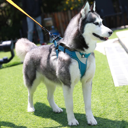 TRUELOVE Dog Chest Strap Vest-type Explosion-proof Small Medium-Large Dog Tedico Fund Hair I-shaped Vest, Earthy-Diver Material Soft Cloth Liter, L-Bust 52-92cm Recommended 30-70Jin [Jin equals 0.5 kg] Select