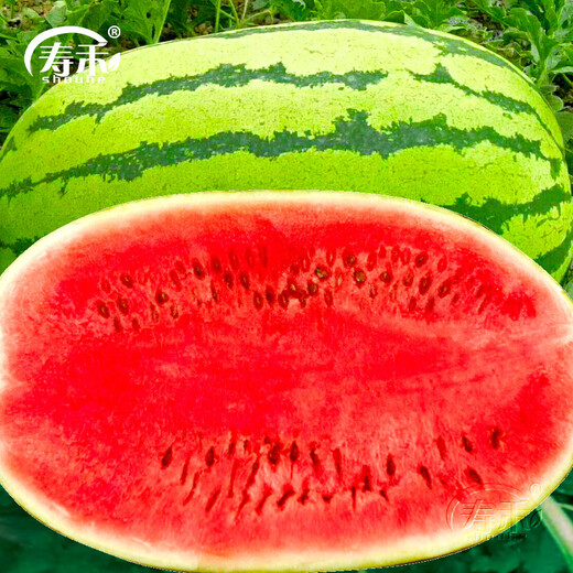 Shouhe Lazy Man Watermelon Seed Lazy Man King Melon Extra Large Spring No Pruning Lazy Man Fruit Seedling Southern Sweet Lazy God No. 1 Lazy Man Watermelon Seed 100g/medium ripe