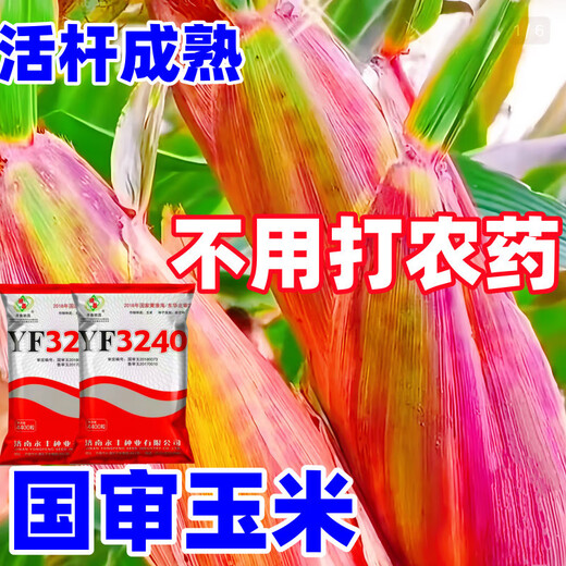 2025 national-approved corn seeds with stable yield, short stems, large stems, disease resistance, insect resistance, lodging resistance, mature live stems, abundant land and affordable, 22,000 grains in 5 acres of land, large growers