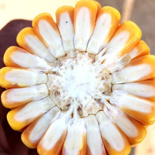 Beishu official authentic corn seeds produce tall and short big sticks, drought-resistant and lodging-resistant Zhengdan 958 nationally approved feed Sichuan hybrid Beishu nationally approved Zhengdan 958 corn seeds 4Jin Jin equals 0.5kg