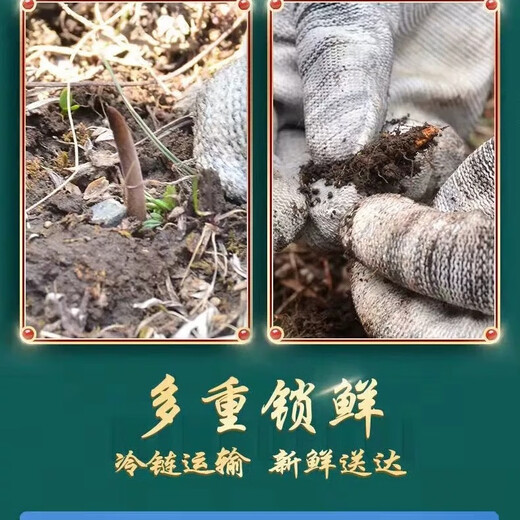 新鲜冬虫夏草2025年头期虫草正品领导高海拔送礼正宗鲜虫草过节 0.8-0.9克/根  10根鲜虫草 冬虫夏草  顺丰发货