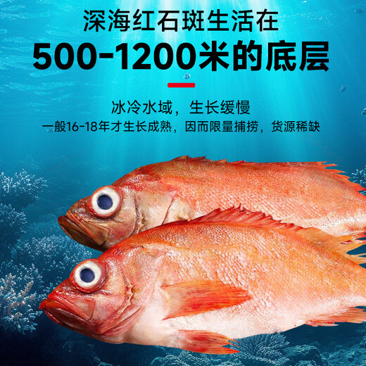 Selling fish Qilang red grouper net weight 3.2 Jin Jin equals 0.5 kilogram -3.4 Jin Jin equals 0.5 kilogram, a total of 2 sea-caught fresh frozen bigeye, whole rich fish
