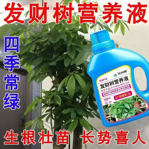 Aishangke Money Tree Nutrient Solution, the leaves turn yellow and fall off, the roots rot and the leaves fall off. Special fertilizer to promote roots, seedlings and sprouts without dilution. Buy 2 get 1 free. 3 bottles*500ml.