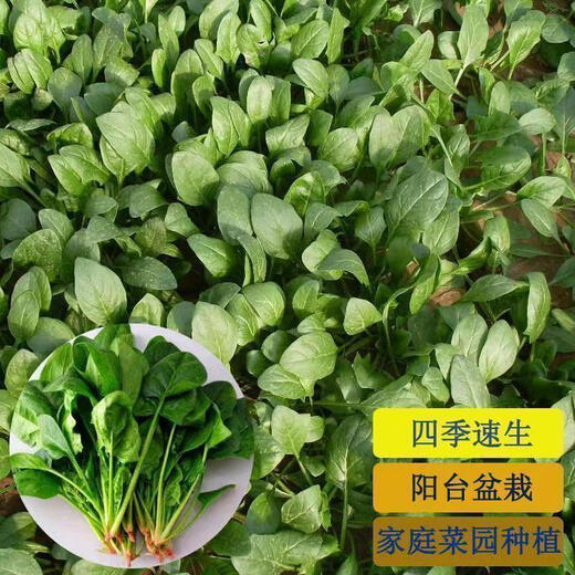 【可越冬】大叶菠菜种子散装菠菜籽四季播耐寒秋冬季蔬菜种子 【抗热+】大叶菠菜种子(高發芽率 原厂精装种子2袋2694粒