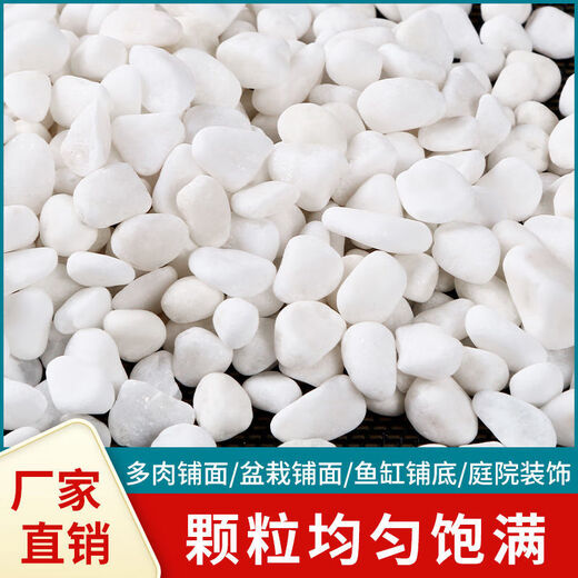 Small white stones, succulent paving stones, flowers, pebbles, rain flowers, stone fish tanks, landscaping, potted plants, courtyard paving, classic white stones 5A grade 5 Jin Jin equal to 0.5 kg / recommended 1-3 cm distinction