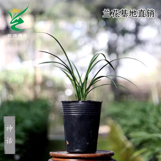 Wengyuan Orchid, Spring Orchid, Myth Thin Leaf Grass, Flower Tongue Colorful Flowers, Fresnel Buds, Strong Fragrance Green Plant Potted Plant, Myth 3 Seedlings, Large Strong Seedlings, Simple Pot Hair