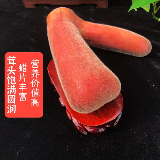 Yongcheng high-quality fresh sika deer antler prunes, deer farm direct sales, sliceable 2025 first stubble antler fresh with blood, 841 grams of fresh sika deer antler