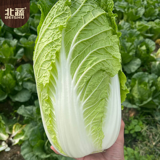 Beijing New No. 3 Chinese Cabbage Seeds Cold-resistant Winter and Spring Garden Field Vegetable Seeds Beijing New No. 3 Seeds 5g