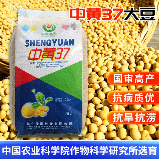 Wangyuan Xingzhonghuang 37/39/301 soybean soybean seeds, large seeds, high yield, disease resistance and lodging resistance, national approval base field, Zhonghuang 13 soybean seeds 2Jin Jin equal to 0.5kg