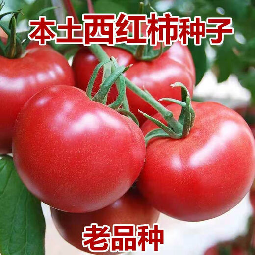 Farmer's Big Pink Tomato Seeds Big Red Four Seasons Woolly Pink Persimmon Seeds Tomato Seedlings Balcony Garden Vegetable Seeds Big Tomato Seeds 666 + Song Fertilizer