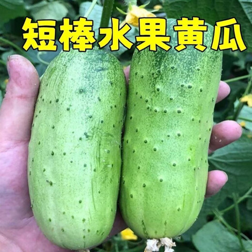 Rabbit leg fruit type authentic fruit cucumber short stick melon seeds field yard sowing early maturity in spring and autumn carefully selected 2 packs of about 100 seeds