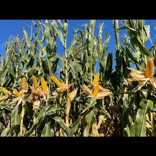 Suiyiman Jingke 968 high-yielding corn seeds, short stems and big sticks, drought-resistant and high-temperature resistant purple gold version white shaft corn seeds purple gold version original 4000 grains 10 bags