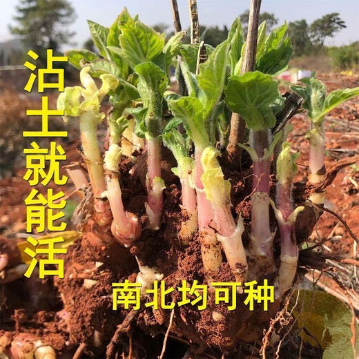 Yunnan Snow Lotus Seedlings Seedlings Seed Planting Fruit Seeds Bulb Seedlings Yellow Heart Fresh Base High Yield Soil 2Jin Jin is equal to 0.5kg (divided into 8 to 15 plants for planting)