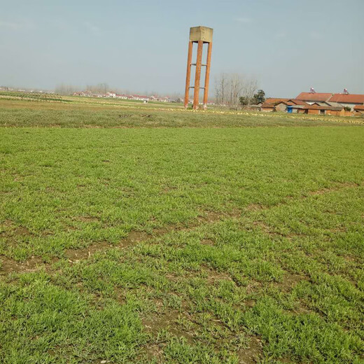 Artemisia truncatula root seedlings, Artemisia truncatula root seeds, Artemisia truncatula roots, mud mugwort roots, water mugwort roots, mugwort root seeds, old root seeds 100 plants