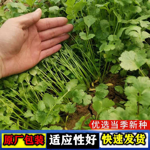 Four Seasons Large-leaf Coriander Seeds Coriander Seeds Garden Field Balcony Potted Plants Easy-to-Grow Vegetable Seeds Complete Collection of Large-leaf Coriander Seeds 5 Packs About 3,000 Tablets