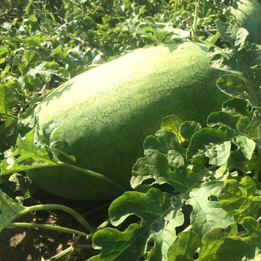 New Hongbao watermelon seeds, green-skinned, large fruit, few seeds, high sugar content, giant lazy fruit seeds in all seasons in spring, new Hongbao watermelon seeds, original 30 capsules