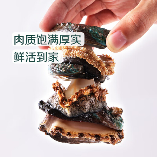 Twisted Abalone 1 fresh large abalone (8-10 heads/500g)