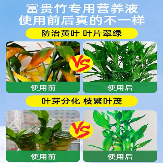 艾尚棵富贵竹营养液黄叶土培水养水培绿植物专用通的营养液花肥料怎么用 买2 送1【发3瓶】