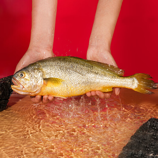 GUO LIAN Guolian Sanlu yellow croaker 2 pieces, total net weight 2Jin Jin is equal to 0.5kg, domestic Ningde East China Sea large yellow croaker dinner seafood and aquatic ingredients