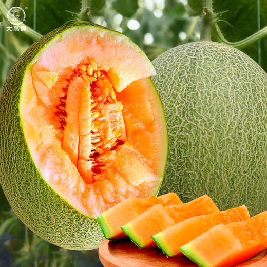 Dayu Xinjiang Hami melon seed seedlings mesh melon early maturing jade mushroom ice cream melon seeds southern Melon Prince No. 3 Hami melon seeds 30 capsules