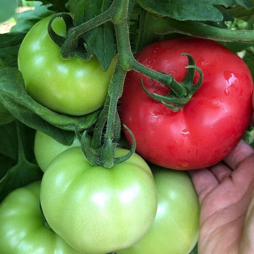 Provence Tomato Seeds Tomato Seeds Imported from the Netherlands, a good-tasting, high-yield sowing variety for all seasons Provence Tomato Seeds (new product) 500 capsules