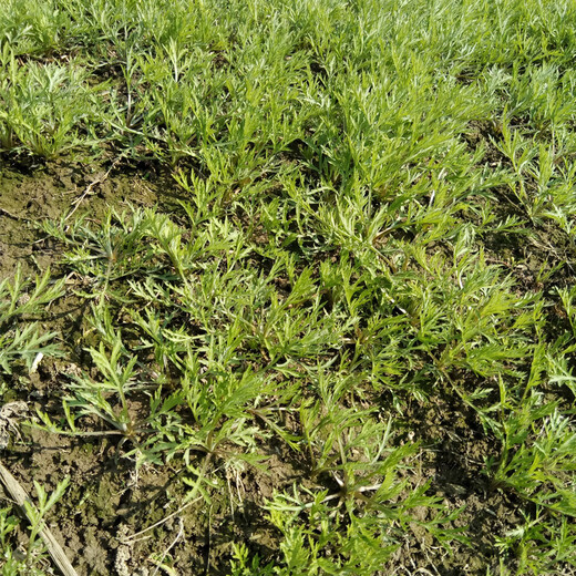 Artemisia truncatula root seedlings, Artemisia truncatula root seeds, Artemisia truncatula roots, mud mugwort roots, water mugwort roots, mugwort root seeds, old root seeds 100 plants