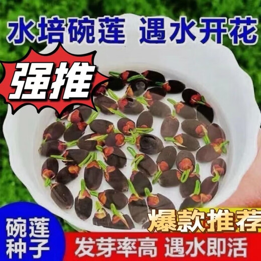 Bowl of lotus seeds, colorful hydroponic flowers, water-grown four-season lotus, lotus seeds, lotus root green water plants, mixed-color bowl of lotus seeds, budding when exposed to water, blooming in all seasons, 100% budding, 45 capsules, multi-color mixed, already opened