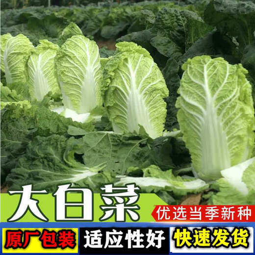 Chinese cabbage seeds are cold-resistant and can be sown in autumn. Cabbage seeds are easy to grow in outdoor fields. Shandong cabbage vegetable seeds. Fengkang 80 cabbage seeds. 1 pack, about 1,000 seeds.