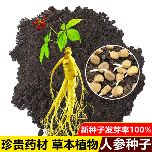 Changbai Mountain ginseng seeds, wild ginseng seeds, easy to grow Chinese medicinal materials in all seasons, easy to live indoor flower pots, ginseng seeds, shipped without buds, 1 bag of selection, about 52 capsules