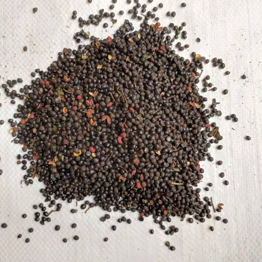 Newly collected Chinese prickly ash seeds, authentic Hancheng Dahongpao Zanthoxylum bungeanum, Lion’s head pepper seeds, Zanthoxylum bungeanum seeds, Dahongpao Zanthoxylum bungeanum seeds, one Jin Jin is equal to 0.5 kilograms