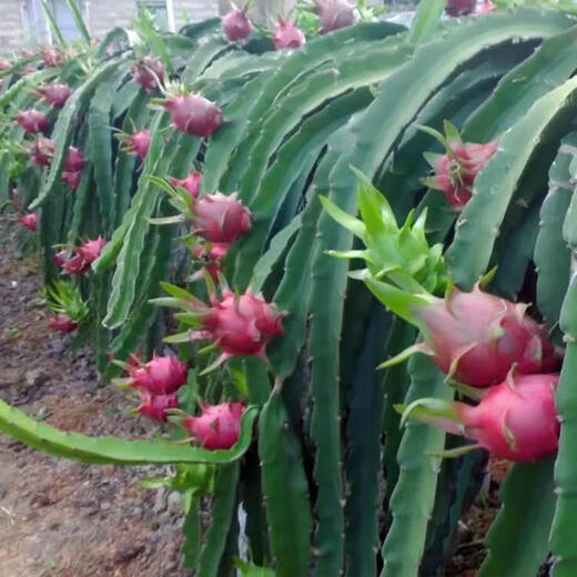 Dragon fruit seeds are easy to grow in the courtyard and balcony, indoor and outdoor potted plants for home planting of four seasons vegetables and fruits. Dragon fruit seeds, five packs, about 300 capsules