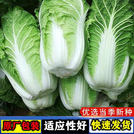 Chinese cabbage seeds are cold-resistant and can be sown in autumn. Cabbage seeds are easy to grow in outdoor fields. Shandong cabbage vegetable seeds. Fengkang 80 cabbage seeds. 1 pack, about 1,000 seeds.