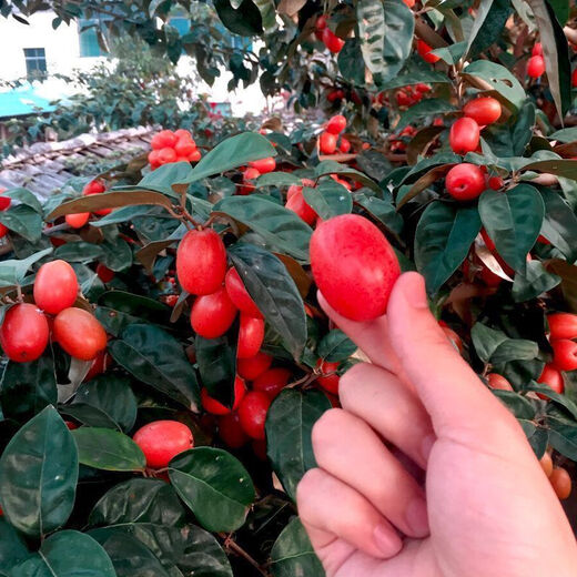 Goat milk fruit seeds are potted and planted in the ground and bear fruit in the current year. Goat milk fruit is winter-resistant and freeze-resistant and can be planted in all seasons in the north and south. Detian Goat milk fruit seeds are new varieties. 1 pack of selected seeds (about 50 seeds).