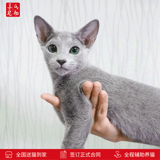 Zhuanmiao Soviet-style purebred Russian blue cat kitten live green-eyed cub domestic pet cat pedigree Russian blue cat